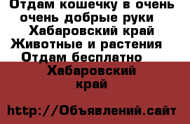 Отдам кошечку в очень очень добрые руки - Хабаровский край Животные и растения » Отдам бесплатно   . Хабаровский край